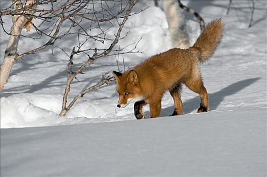 红狐,狐属,走,上方,雪,堪察加半岛,俄罗斯