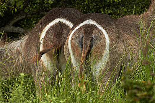 臀部,标记,雌性,水羚,克鲁格国家公园,南非