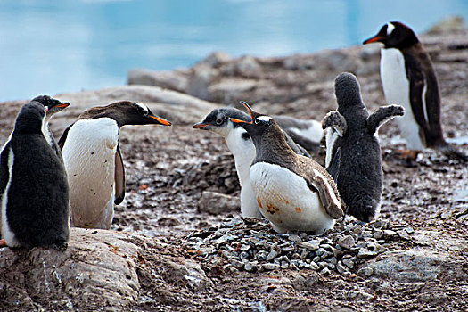 南极,港口,巴布亚企鹅,生物群,幼禽,企鹅,小