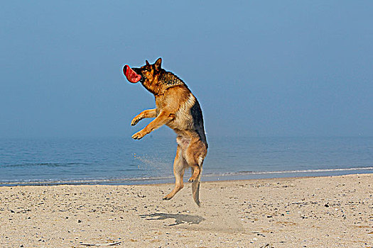 德国牧羊犬,雄性,抓住,飞盘,海滩,诺曼底