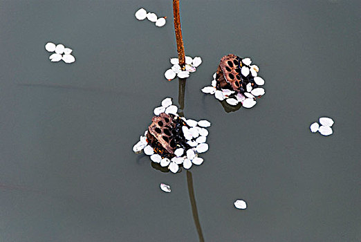 樱花,花瓣,漂浮,莲