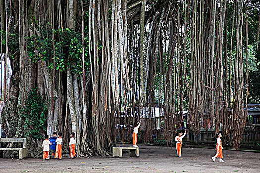 印度尼西亚,爪哇,靠近,婆罗浮屠,巨大,菩提树,孩子