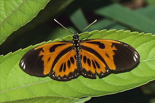 蛱蝶科,玛努国家公园,秘鲁