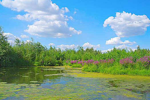 漂亮,夏天,风景,湖