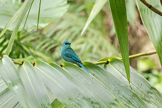 独自在树冠层枝叶间活动及捕食昆虫的铜蓝鹟鸟