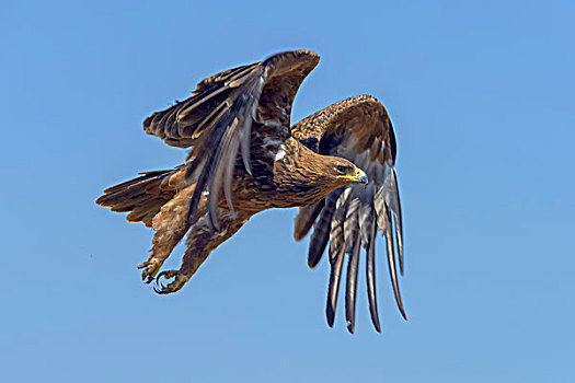 茶隼,鹰,飞行,马赛马拉国家保护区,肯尼亚,非洲