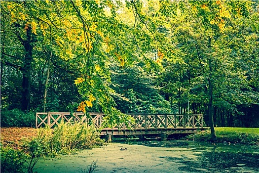 桥,树林,秋天