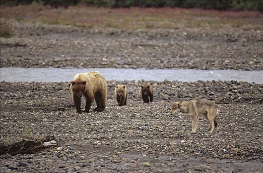 大灰熊,棕熊,灰狼,狼,靠近,驼鹿,畜体,德纳利国家公园和自然保护区,阿拉斯加