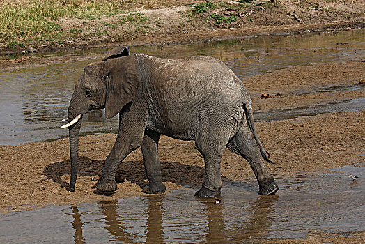 非洲,灌木,大象,非洲象,河床,塔兰吉雷,河,塔兰吉雷国家公园,坦桑尼亚