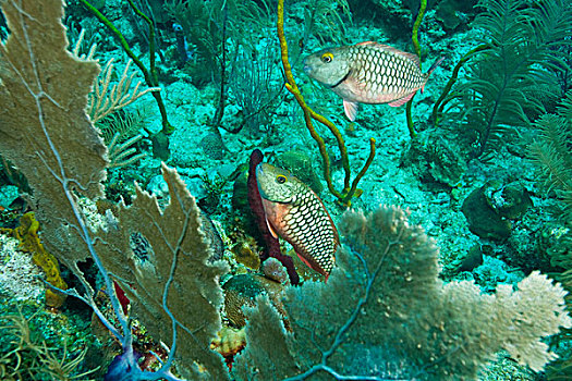 幼小,鹦嘴鱼,海洋公园,加勒比,深潜,海湾群岛,洪都拉斯,中美洲