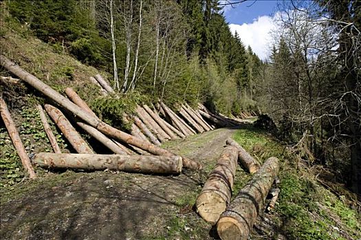 木头,躺着,山,斜坡,树林,管理,施蒂里亚,奥地利,欧洲