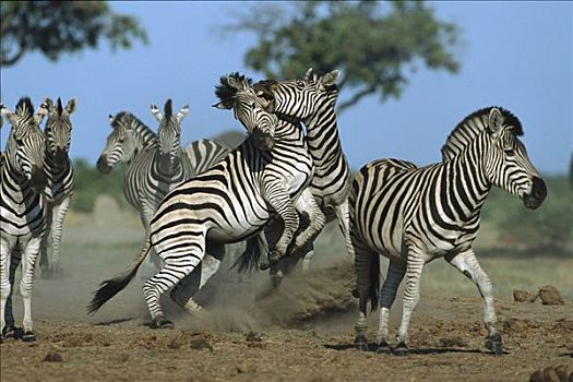 白氏斑马,斑马,争斗,种马,乔贝国家公园,博茨瓦纳