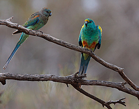 鹦鹉,一对,南澳大利亚州,澳大利亚