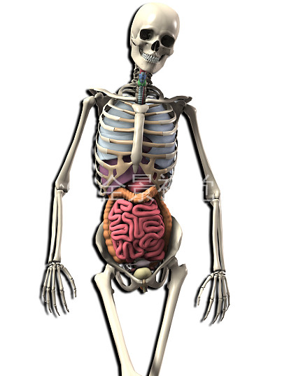 人体照片有骨骼有器官图片