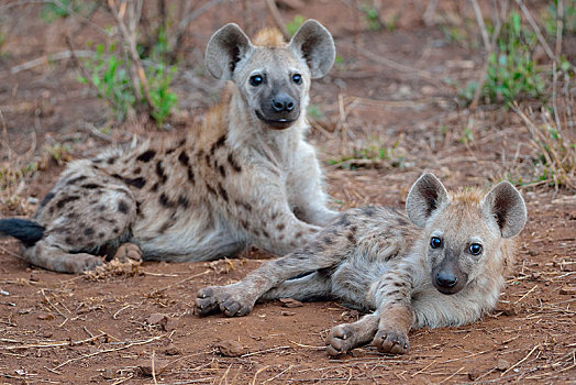 斑点土狼,笑,鬣狗,斑鬣狗,卧,看镜头,克鲁格国家公园,南非,非洲