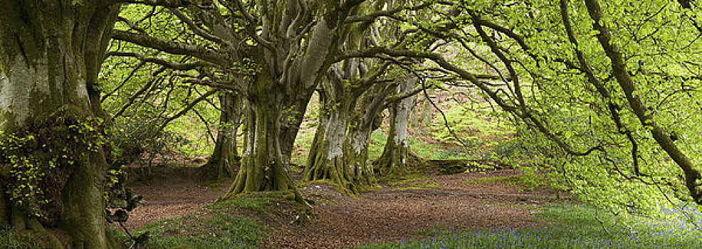 山毛榉,树林,春天,英格兰
