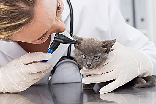 兽医,检查,耳,小猫