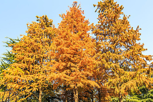 蓝天下初冬橘黄色的水杉树
