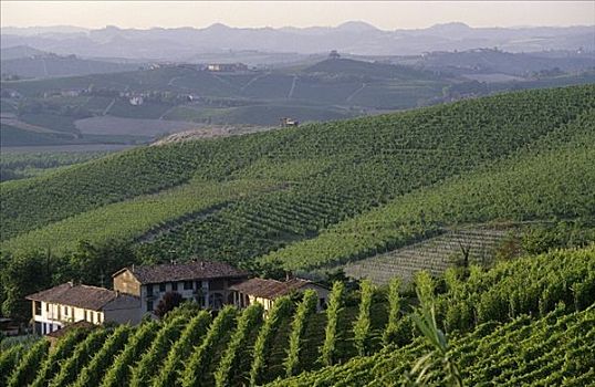 巴罗洛葡萄酒,葡萄种植园,意大利