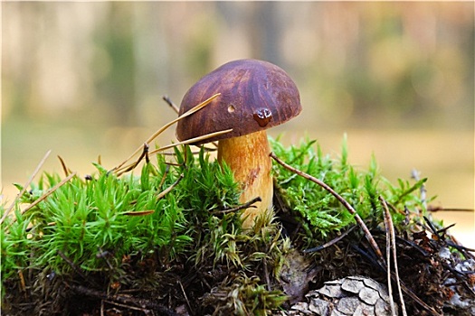 牛肝菌,蘑菇,湿,秋日树林