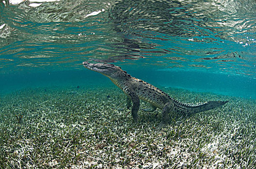 水下,侧面视角,鳄鱼,后腿站立,环礁,墨西哥
