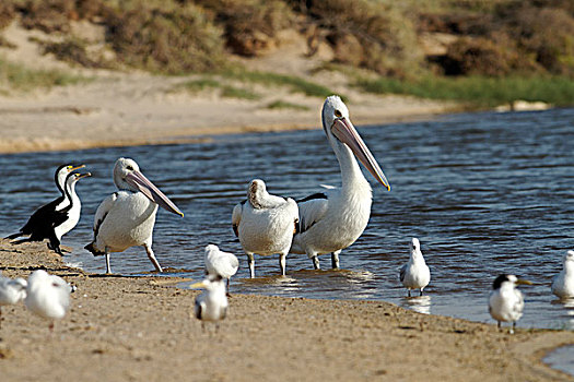 鹈鹕,鸬鹚,海鸥,沙滩,西澳大利亚,澳大利亚