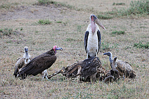 秃鹰,鹳,死,蓝色,角马,腐肉,马赛马拉国家保护区,肯尼亚,非洲