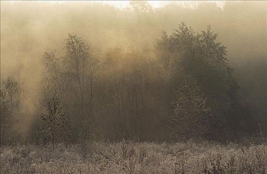 灰尘,雾,树,秋天,自然保护区,德国,欧洲