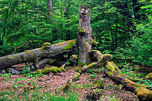 山毛榉,树,古老,树林,黑森州,德国,欧洲