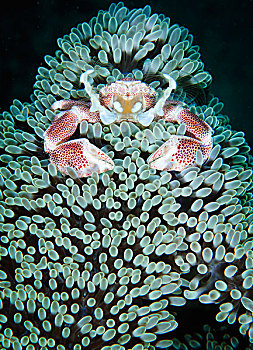 斑点,瓷蟹,海葵,苏拉威西岛,印度尼西亚