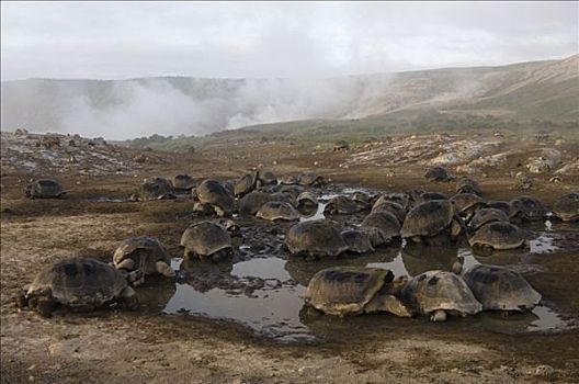 阿尔斯多火山海岛陆龟,加拉巴哥象龟,群,翻腾,阿尔斯多火山,地面,伊莎贝拉岛,加拉帕戈斯群岛,厄瓜多尔