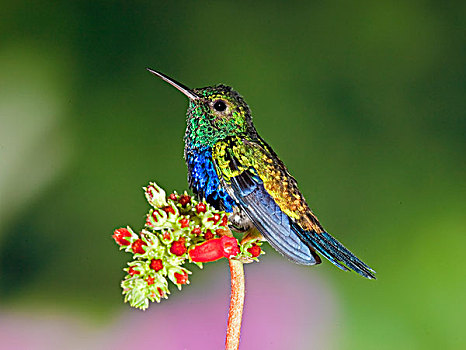 蜂鸟,花,西部,厄瓜多尔