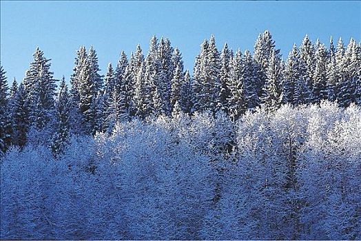 积雪,树林,冬景,艾伯塔省,加拿大,北美