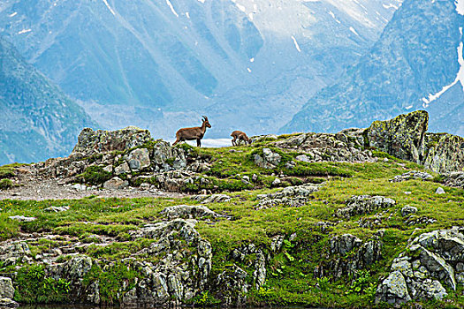 阿尔卑斯野山羊,幼兽,岩石上,勃朗峰,法国,欧洲