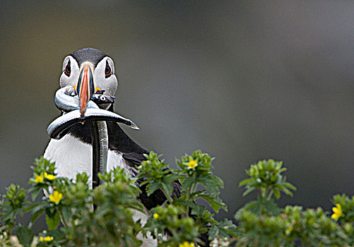 大西洋角嘴海雀,北极,饲养,成年,鸟嘴,海鸥,岛屿,生态,自然保护区,纽芬兰,加拿大
