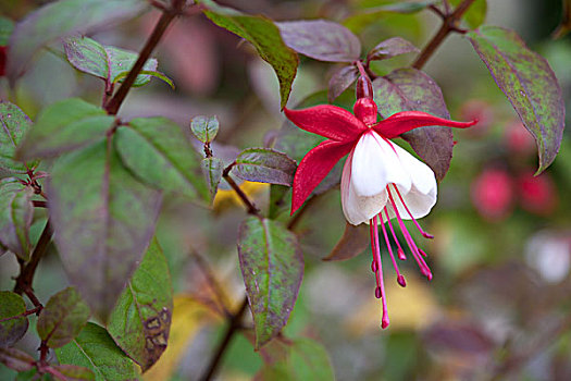 紫红色,花