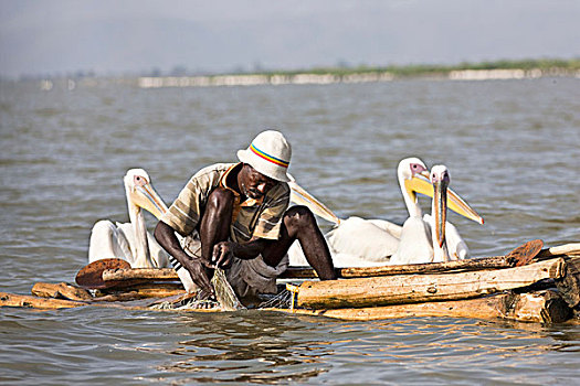 渔民,湖,埃塞俄比亚,收集,鱼,网,鹈鹕,等待,简单,乡村,船,筏子,轻巧,木头,非洲