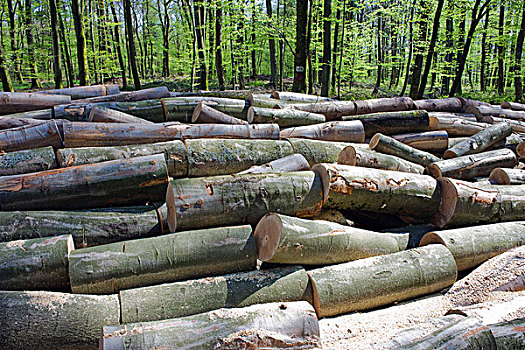 一堆,原木,切削,木柴,山毛榉,小树林,树林,阿尔萨斯,法国