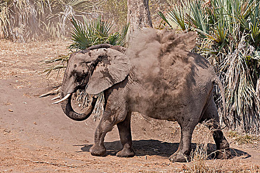 非洲,大象,灰尘,沐浴,克鲁格国家公园,南非