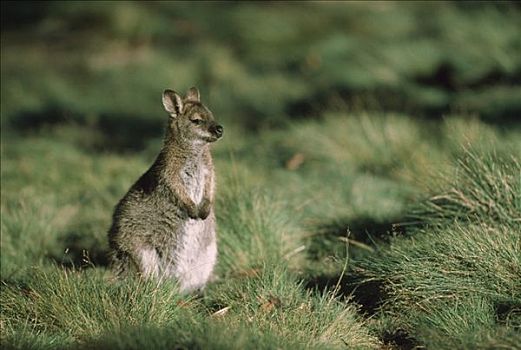 红颈袋鼠,坐,草丛,草,摇篮山,国家公园,塔斯马尼亚,澳大利亚