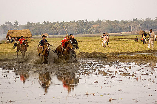 赛马,传统,运动项目,拿,泥,道路,田野,右边,收获,孟加拉,一月,2008年