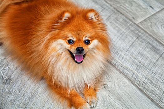 宠物 图片_宠物 图片大全_宠物 图片素材