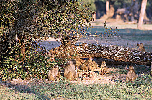 大狒狒,坐,土地,国家公园,露营,津巴布韦,豚尾狒狒