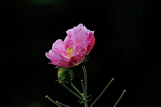 花朵