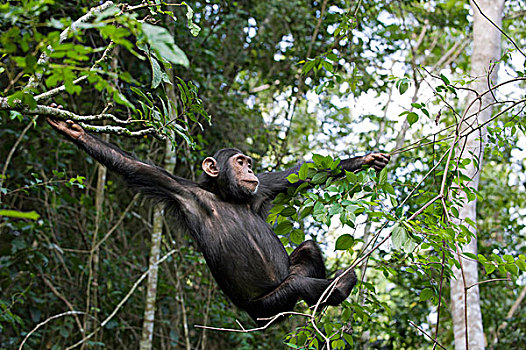 黑猩猩,类人猿,幼小,一棵树,西部,乌干达