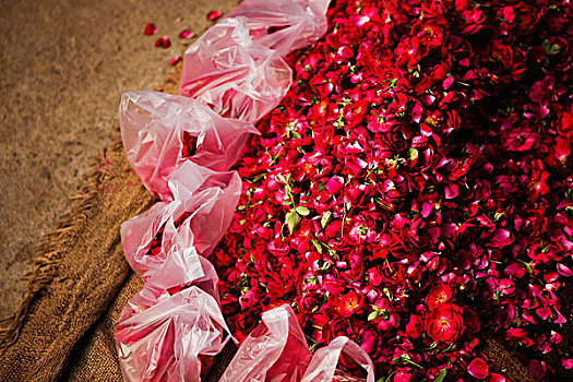 玫瑰花瓣,供品,塑料袋,袋,老德里,印度