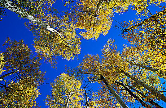 仰视,黄色,秋天,白杨,蓝天,圣胡安山,圣胡安,国家森林,科罗拉多