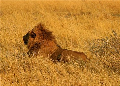 狮子,坐,树林,奥卡万戈三角洲,博茨瓦纳