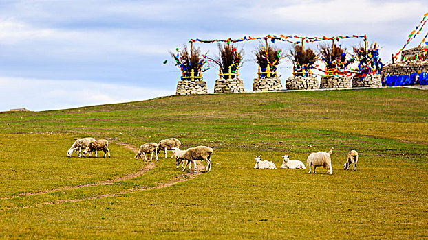 内蒙古呼伦贝尔巴彦呼硕蒙古部落羊群