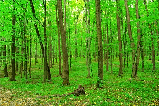 绿色,树林